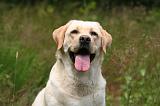 LABRADOR 1226